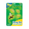 BEE LIFE CYCLE STAGES