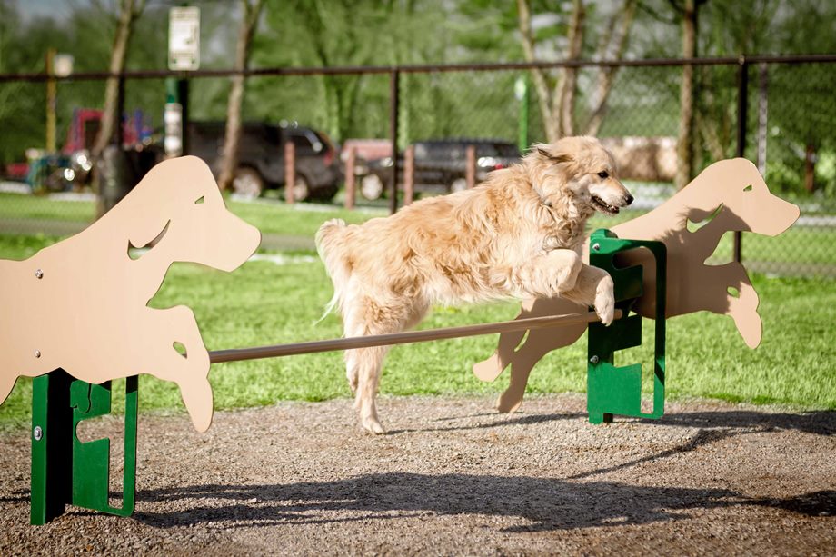 Dog Park Equipment Agility Courses Amenities Dog Park Equipment