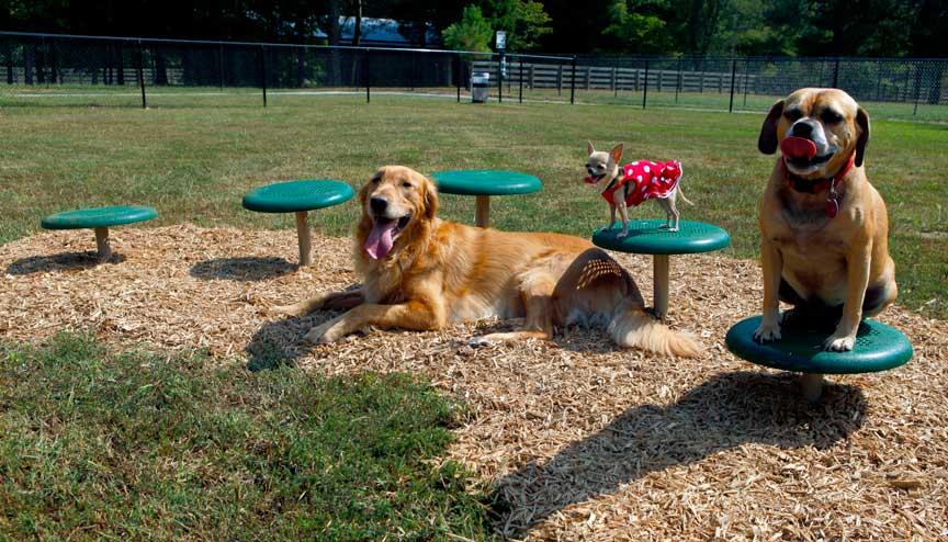 Dog Playground Equipment, Dog Park Products